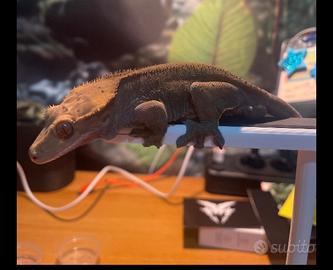 Geco ciliatus
