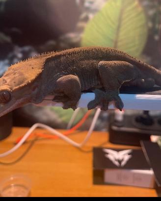 Geco ciliatus