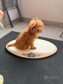 Mini toy poodle sangue asiatiche