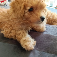 Barboncino Toy Fulvo