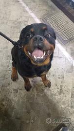 Rottweiler per monta