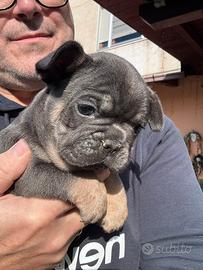 Bulldog francese