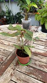 Begonia tamaia