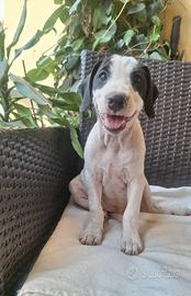 cuccioli jack russel parson