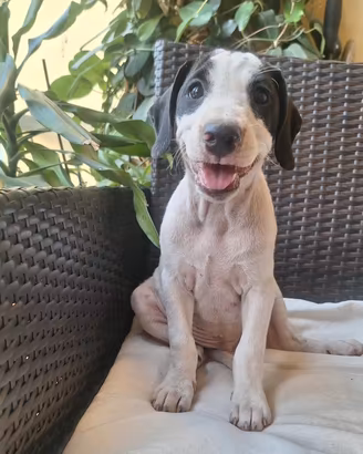 cuccioli jack russel parson