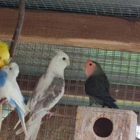 Inseparabili -calospite -cocorite