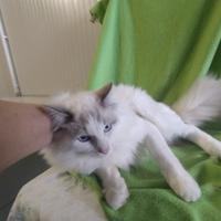 Giovane ragdoll con pedigree AFeF