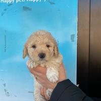 Barboncini toy cuccioli