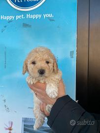 Barboncini toy cuccioli