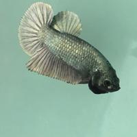 Betta