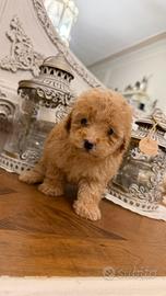 Barboncino toy e mini toy