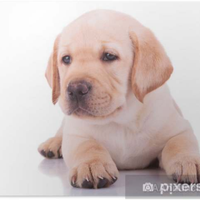 Cuccioli labrador