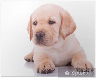 Cuccioli labrador