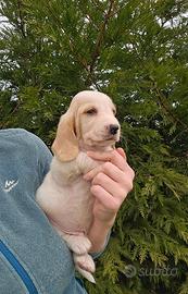 Cuccioli bassethound basset hound