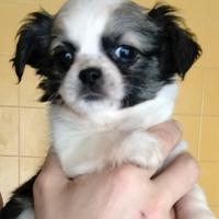 Chihuahua pelo lungo