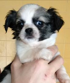 Chihuahua pelo lungo