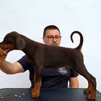 Dobermann Maschi marroni