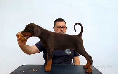 Dobermann Maschi marroni