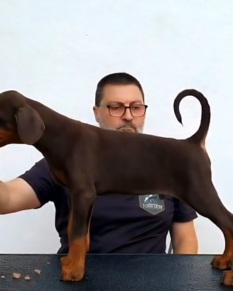 Dobermann Maschi marroni
