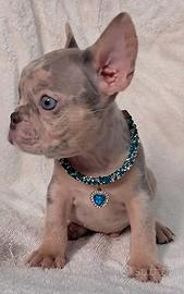 Exotic bulldog francese