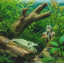 Caridina Nativa Palaemonetes VERDE ACQUAMARINA