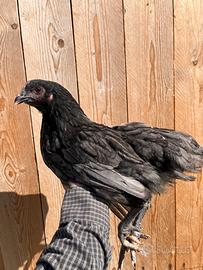 Giovani Australorp