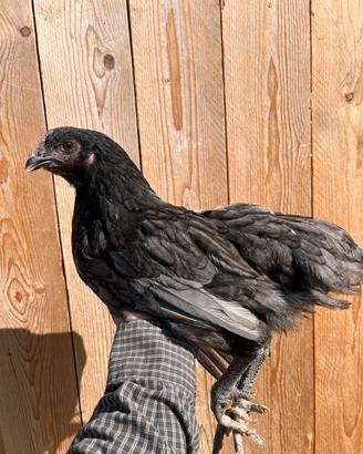 Giovani Australorp