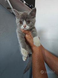 Cuccioli scottish Fold- Straight