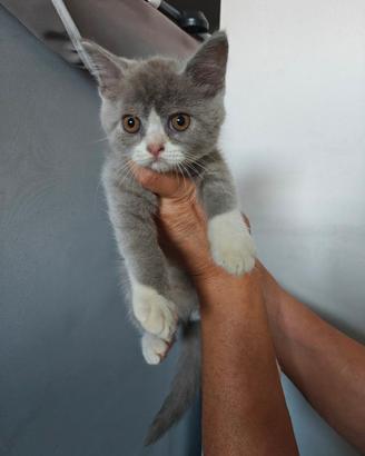 Cuccioli scottish Fold- Straight