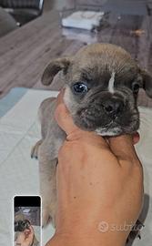 Bulldog francese femmina 1