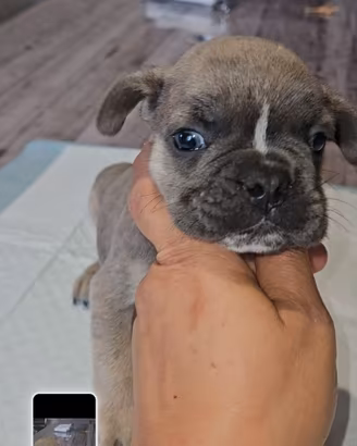 Bulldog francese femmina 1