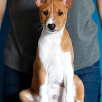 BASENJI cucciolo con pedigree ENCI