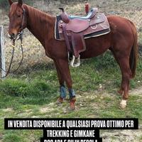 Cavallo quarter horse