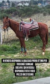 Cavallo quarter horse