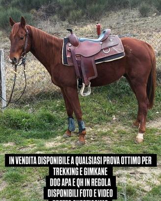 Cavallo quarter horse