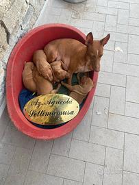 Cuccioli CIRNECO DELL'ETNA CON PEDEGREE