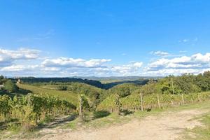 Vigneto Chianti Classico 22 ha Firenze