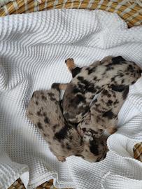 Bassotto tedesco nano