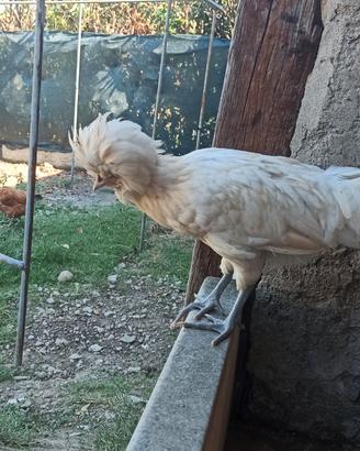 Galletto di Padovana