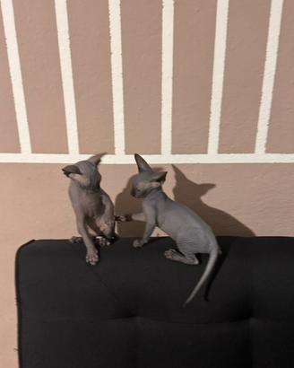 Gatto sphynx