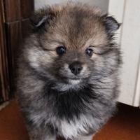 Spitz Volpino di Pomerania