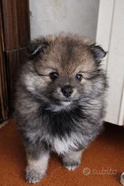 Spitz Volpino di Pomerania