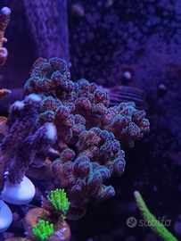 Coralli Sps facili e Acropore, LPS