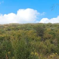 Terreno Agricolo di Mq. 47.000 a Scario