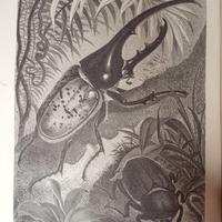 Libro antico illustrato