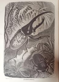 Libro antico illustrato