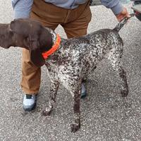 Bracco tedesco maschio