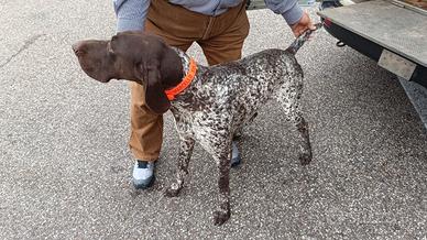 Bracco tedesco maschio