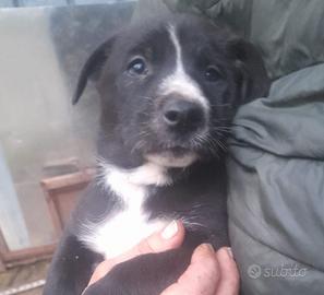 Cuccioli di 2 mesi taglia medio contenuta