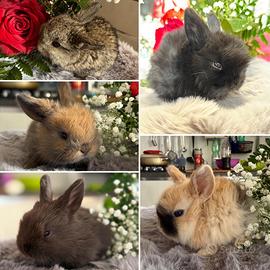 Mini lop prenotabili